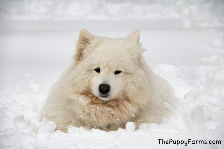 Samoyed