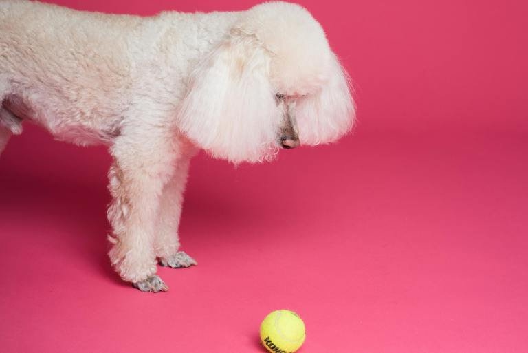 Poodle Training Made Easy: 10 Essential Commands